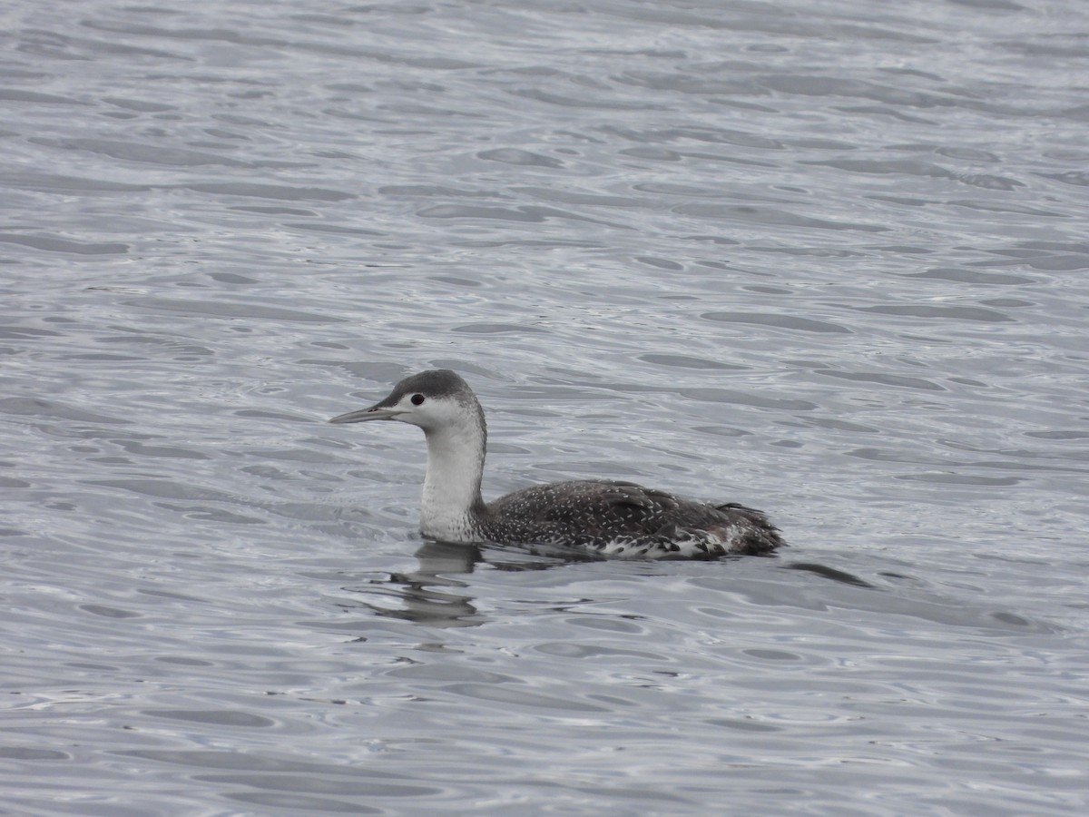 Red-throated Loon - ML616945417