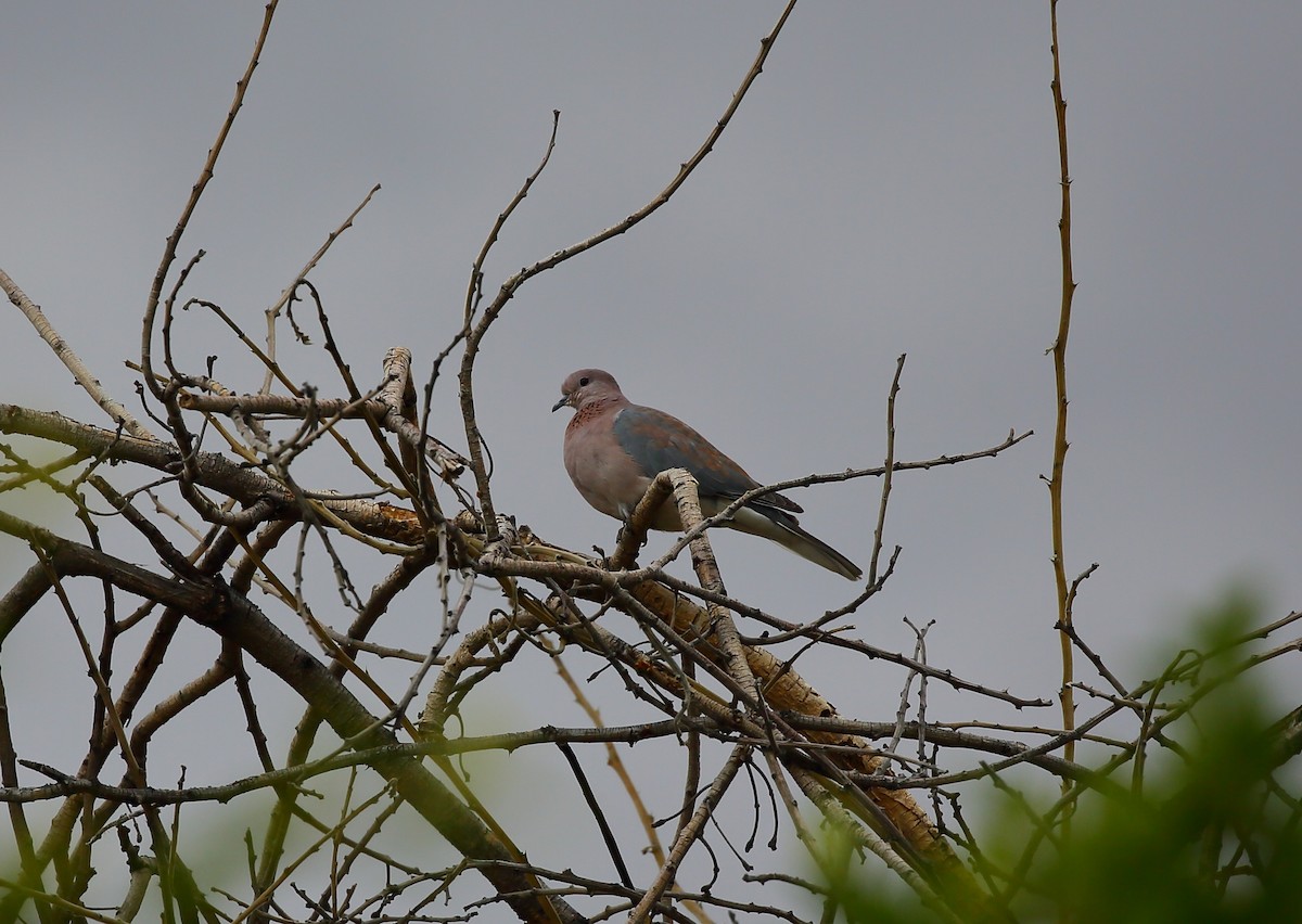 Laughing Dove - ML616945444