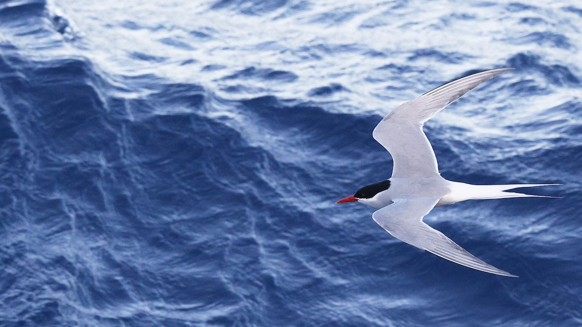 Antarctic Tern - ML616945488