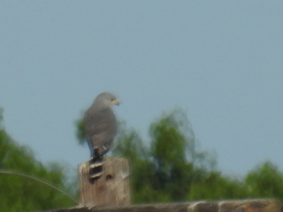 Gray Hawk - ML616945490