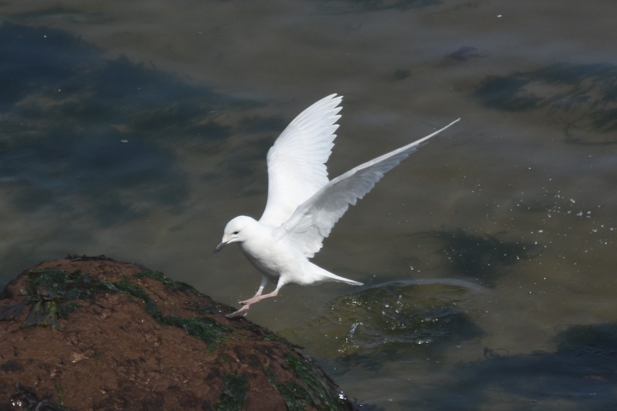 Lesser Black-backed Gull - James Brooke