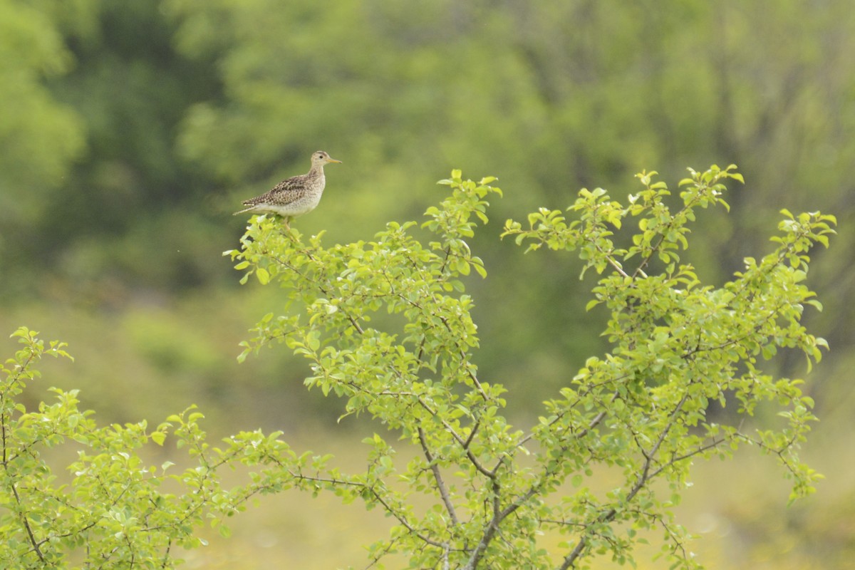 Upland Sandpiper - Jax Nasimok