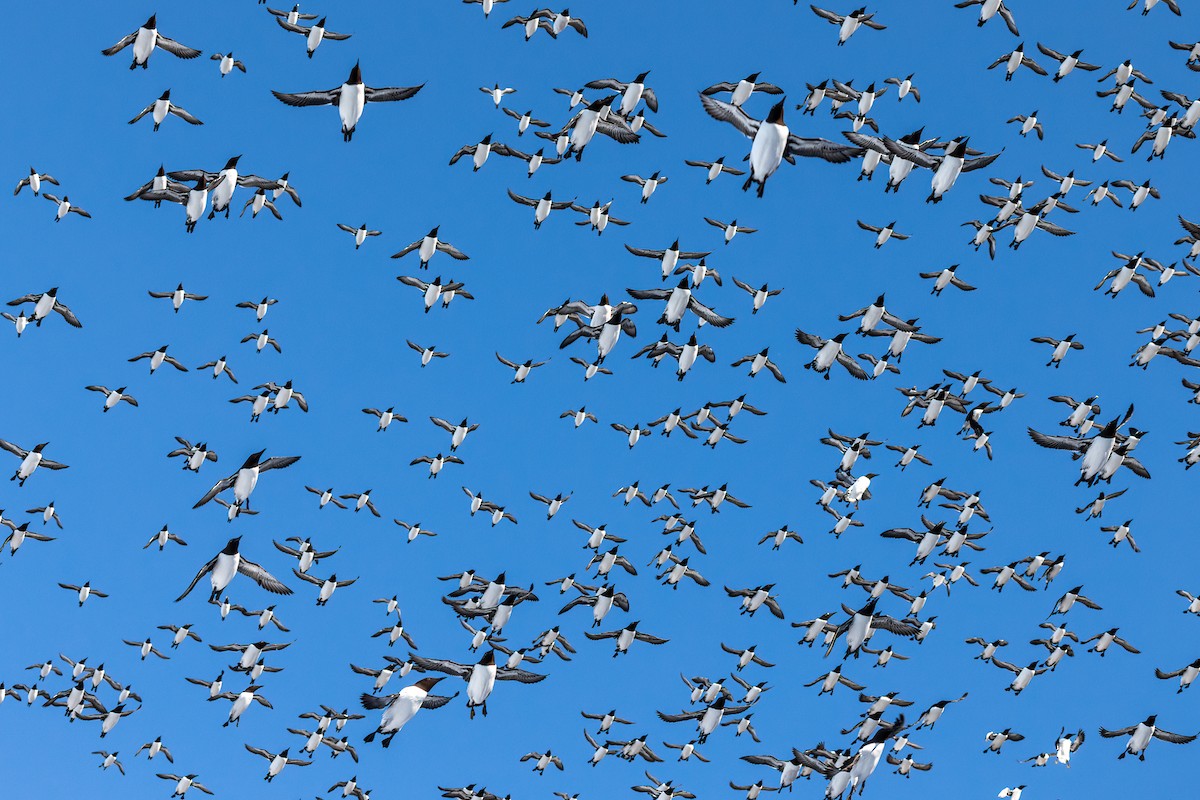 Common Murre - ML616945530