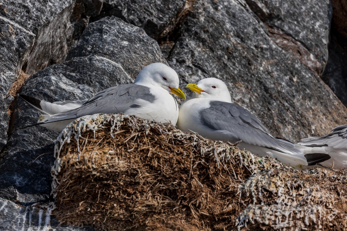 Black-legged Kittiwake - ML616945535