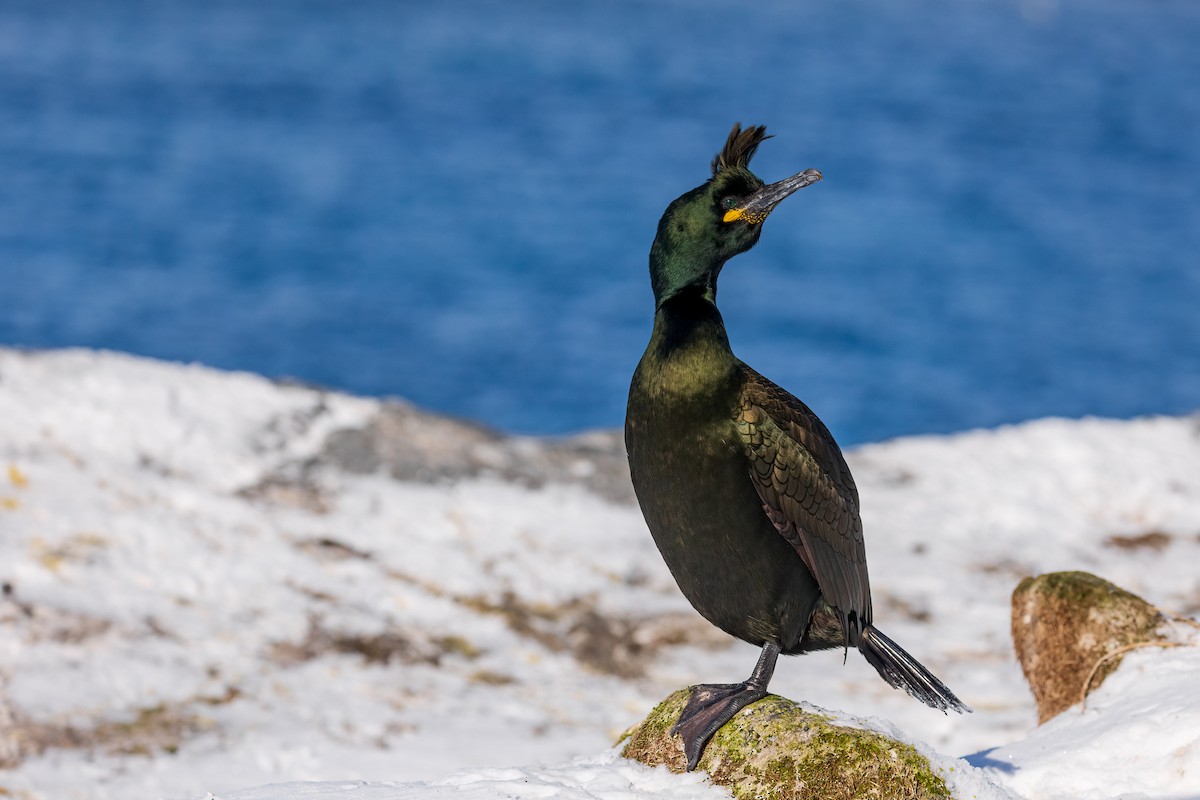 European Shag - ML616945549