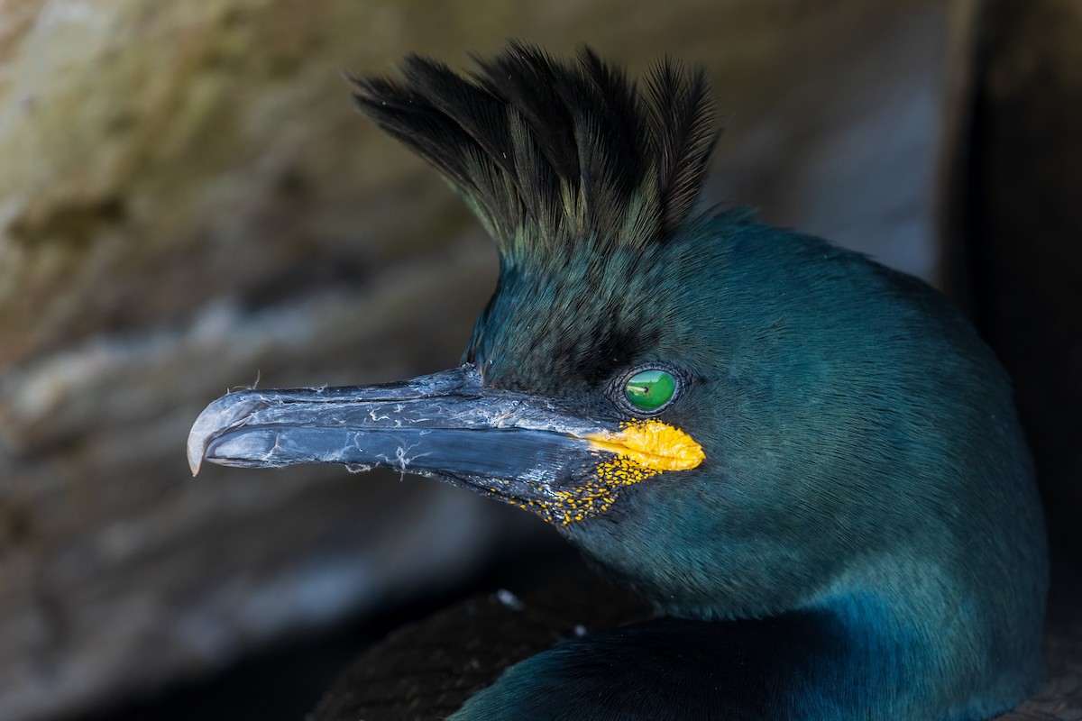 European Shag - ML616945552