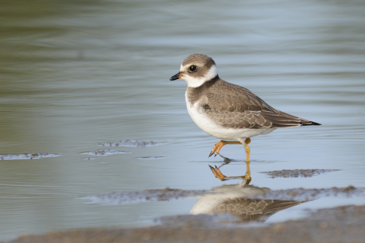 Semipalmated Plover - ML616945560
