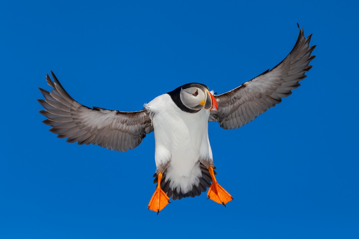Atlantic Puffin - ML616945562