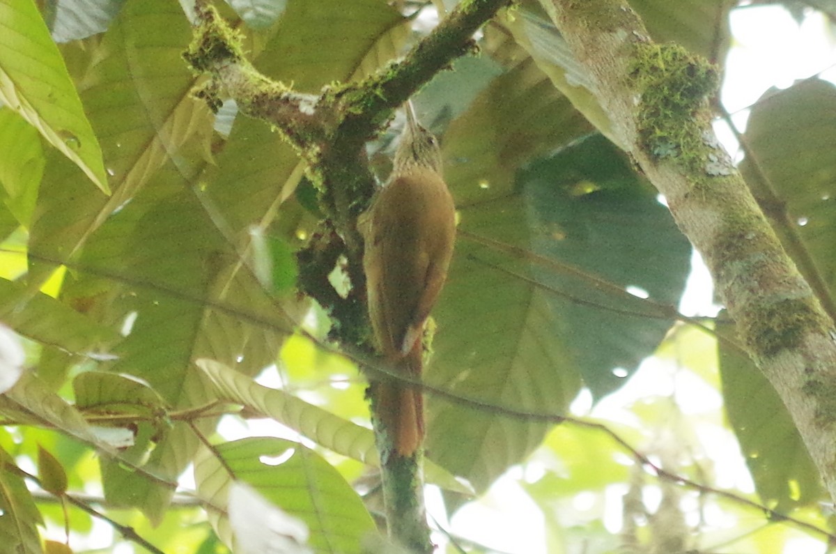 Duida Woodcreeper - ML616945574