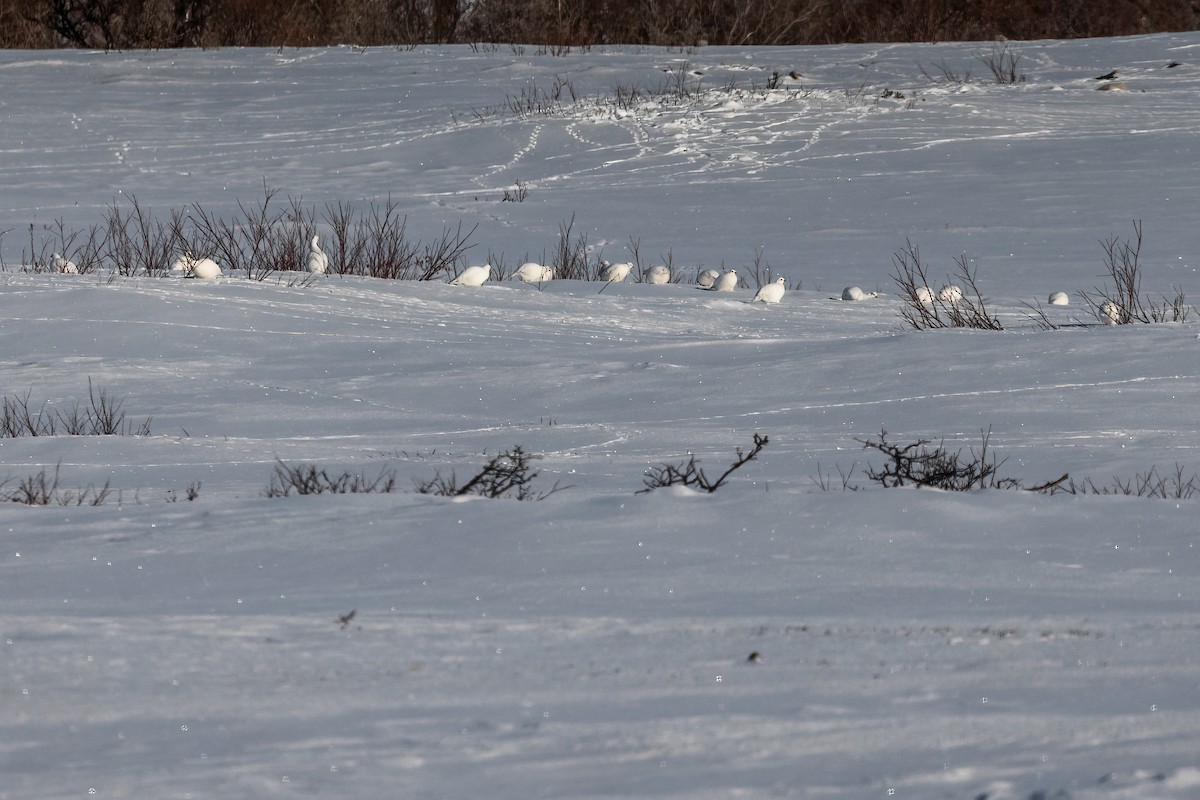 Willow Ptarmigan - ML616945623