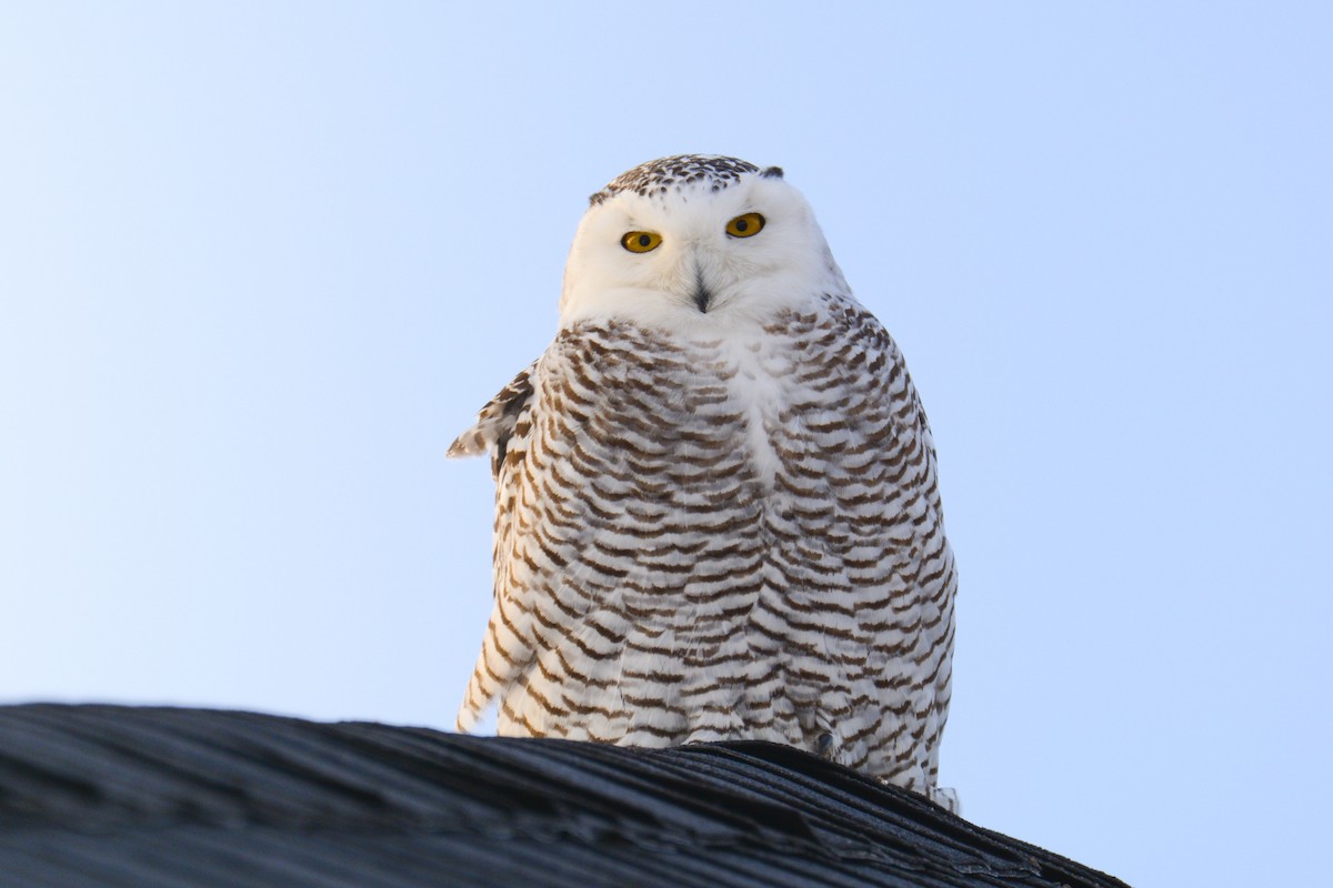 Snowy Owl - ML616945656