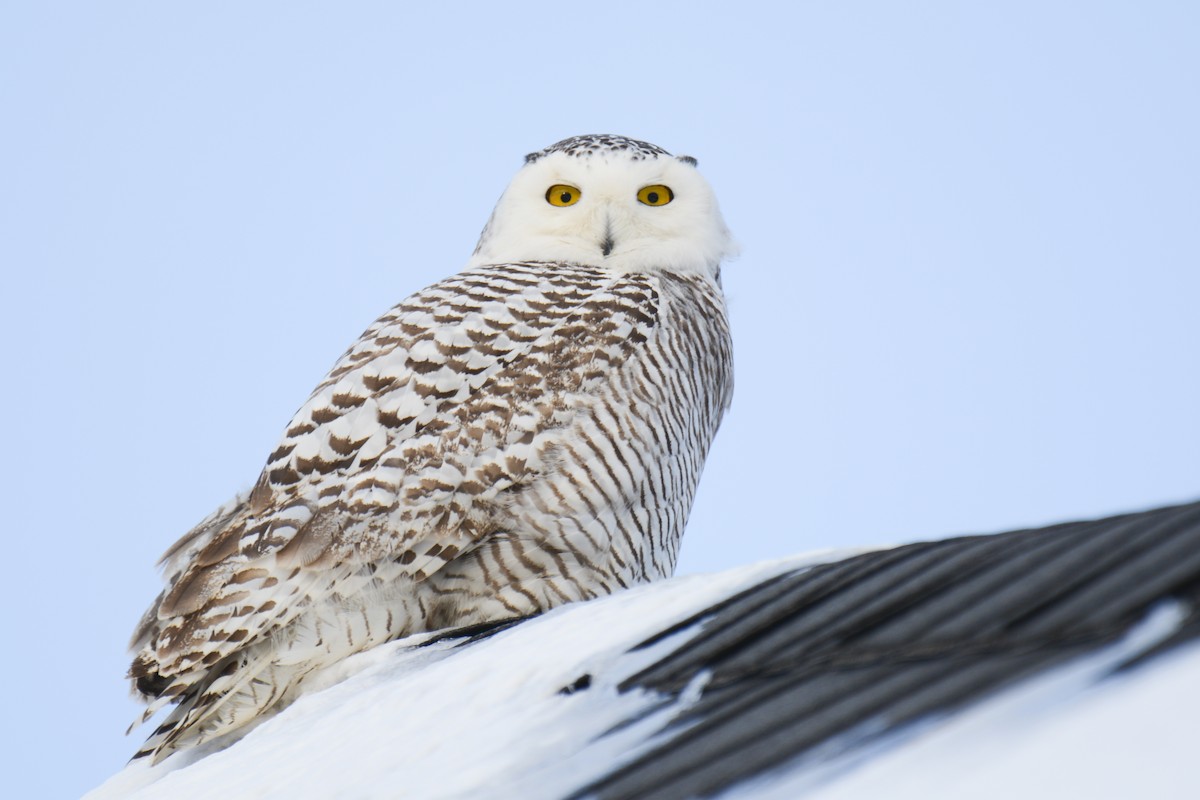 Snowy Owl - ML616945660