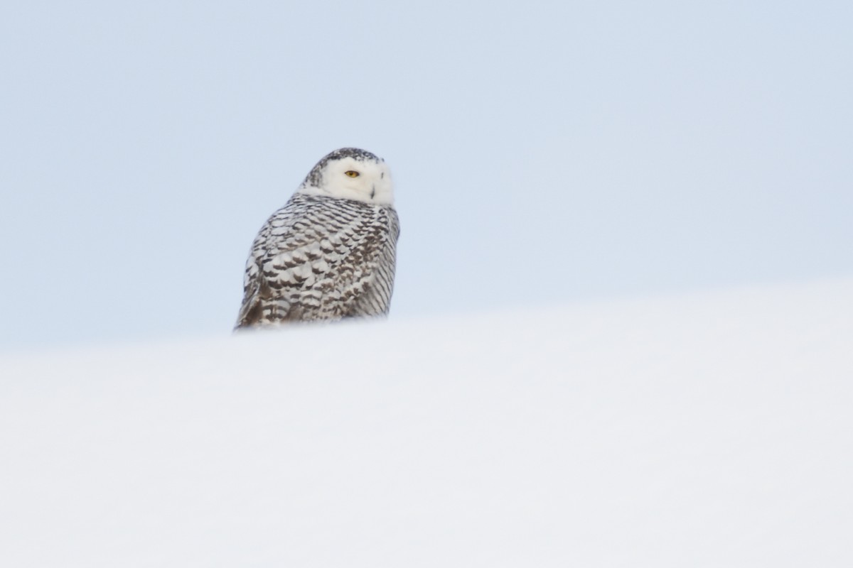 Snowy Owl - ML616945661