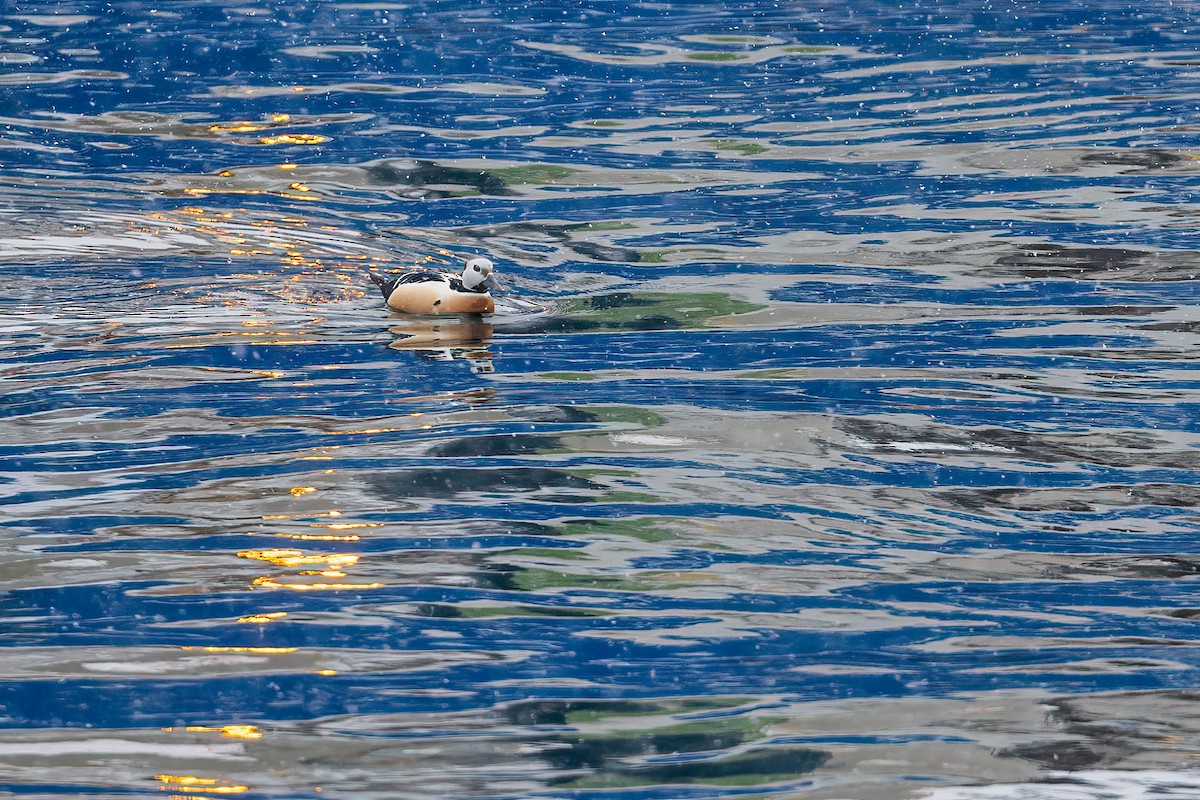 Steller's Eider - ML616945663