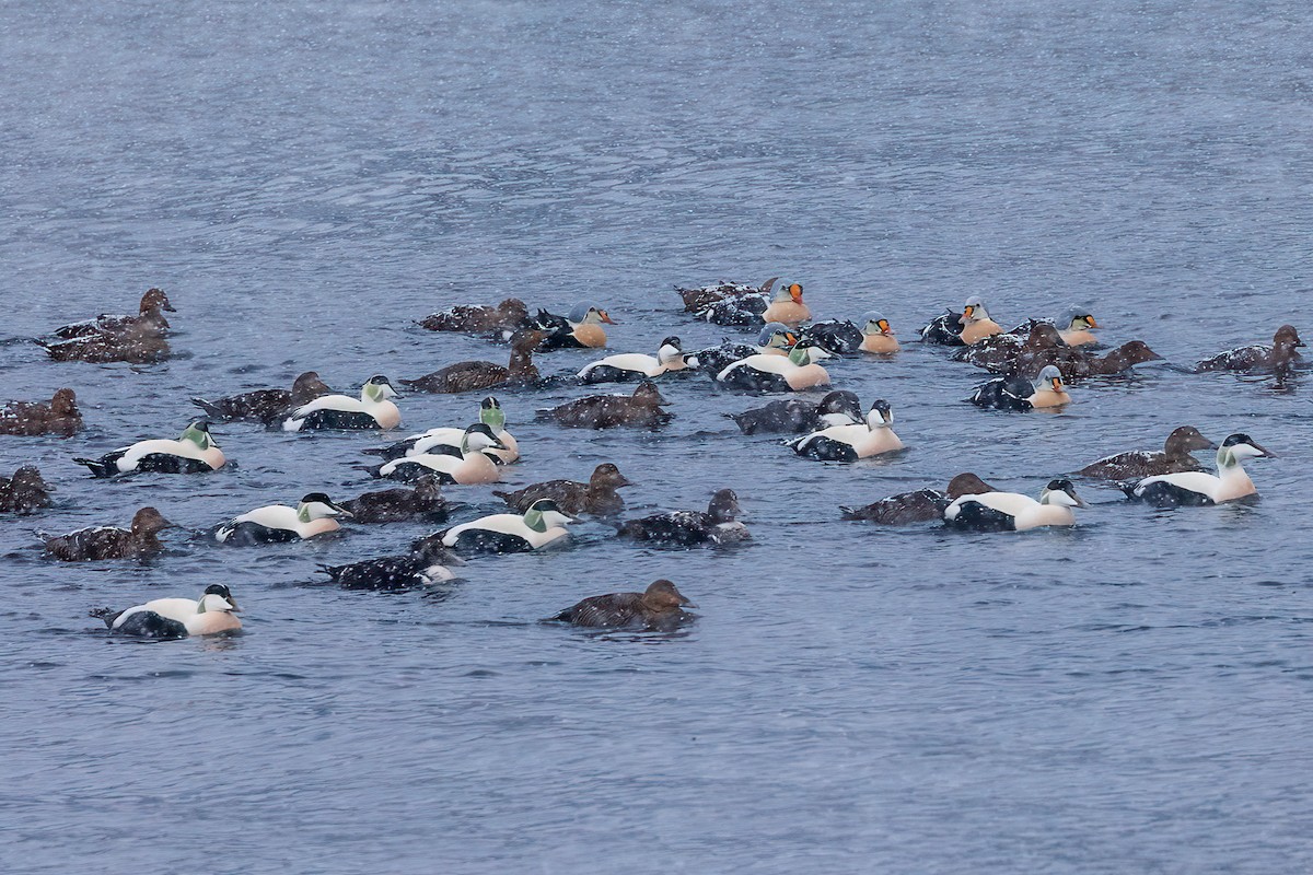 King Eider - ML616945665