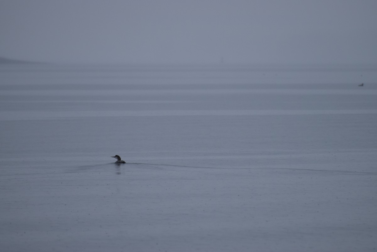 Yellow-billed Loon - Daniel Smith