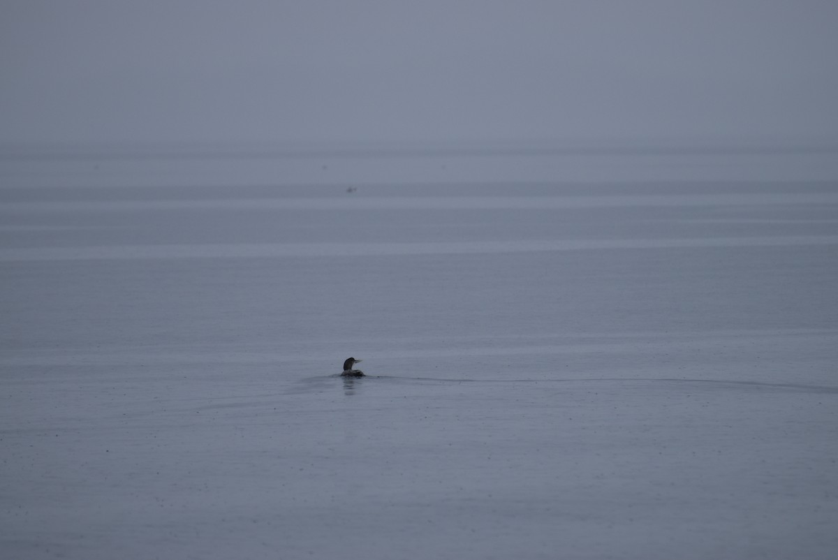 Yellow-billed Loon - Daniel Smith