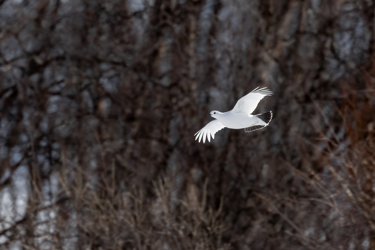 Willow Ptarmigan - ML616945693