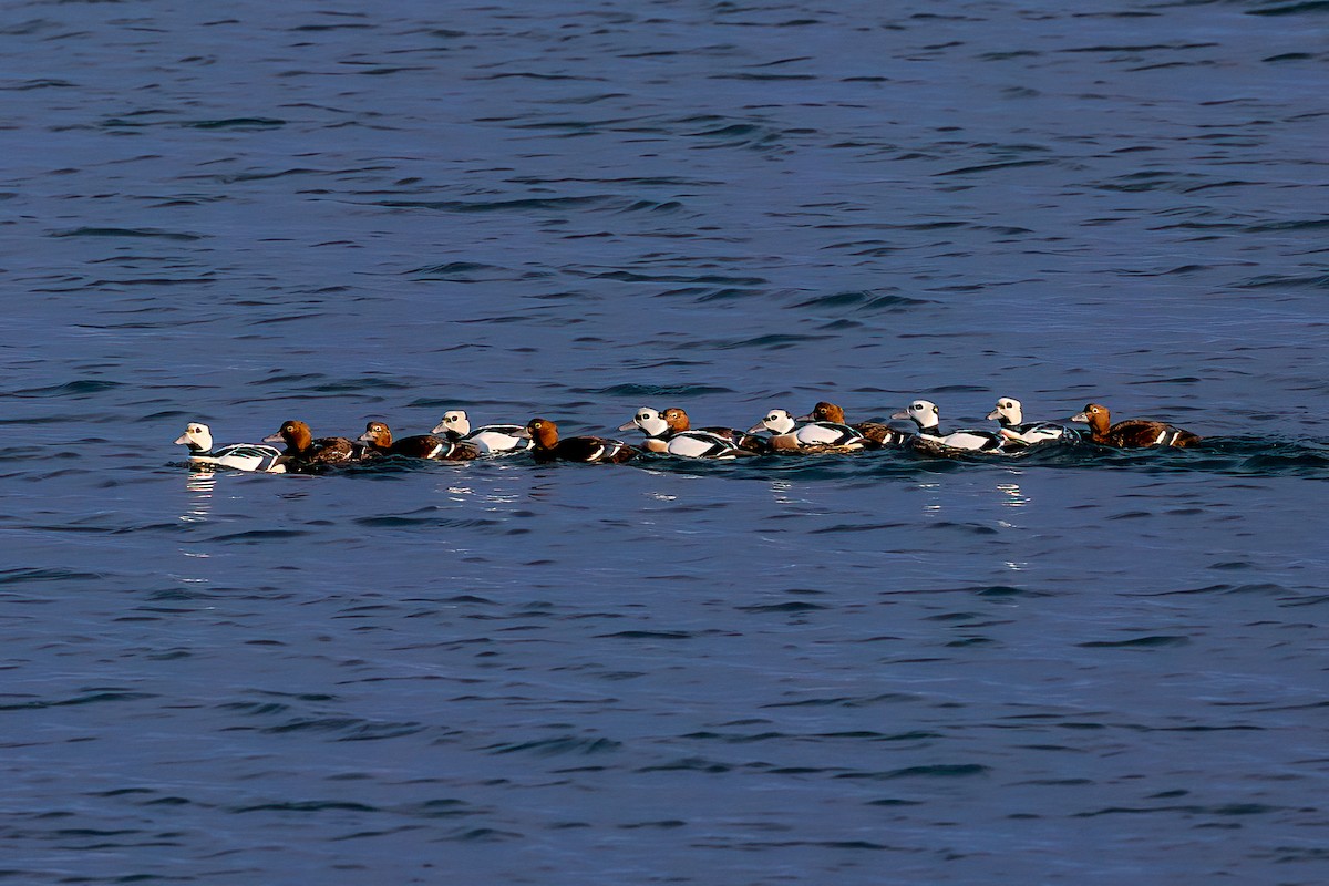 Steller's Eider - ML616945709