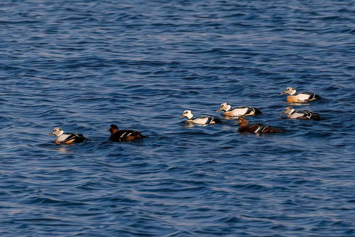 Steller's Eider - ML616945710