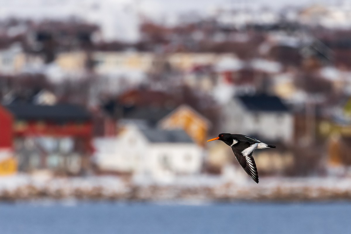 Eurasian Oystercatcher - ML616945712