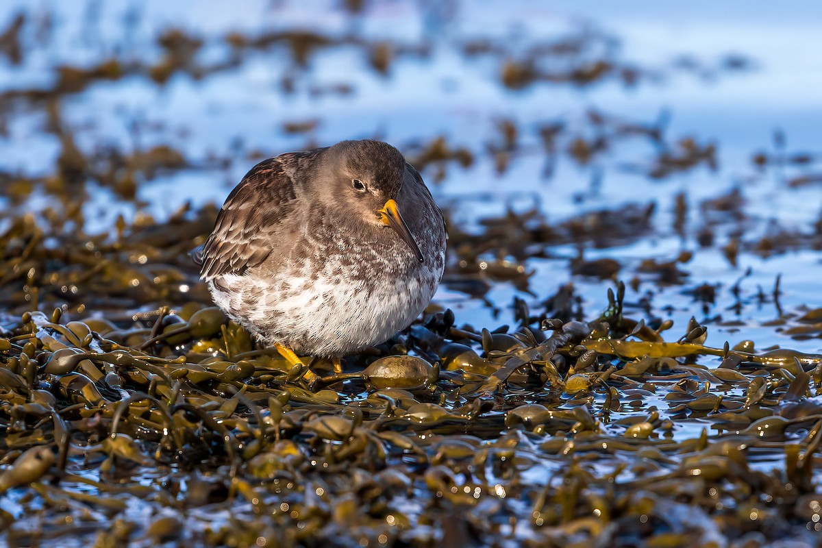 Purple Sandpiper - ML616945714