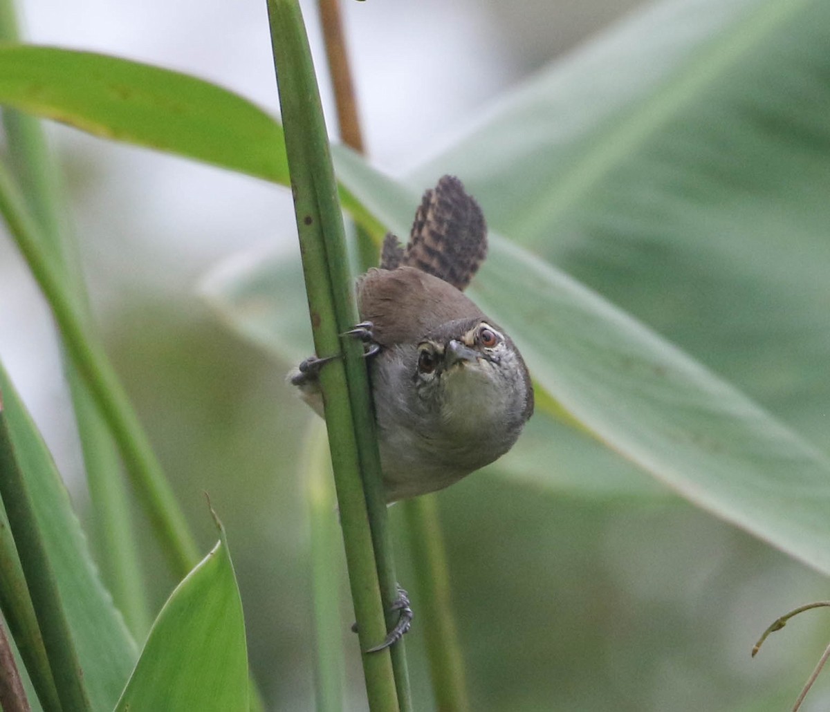 Canebrake Wren - ML616945736