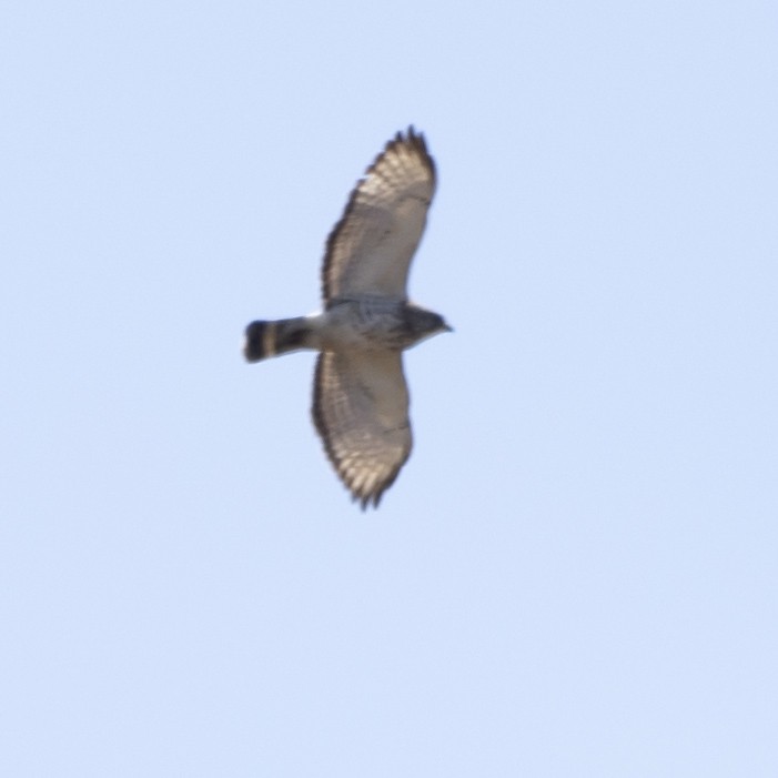 Broad-winged Hawk - Jim Tolbert