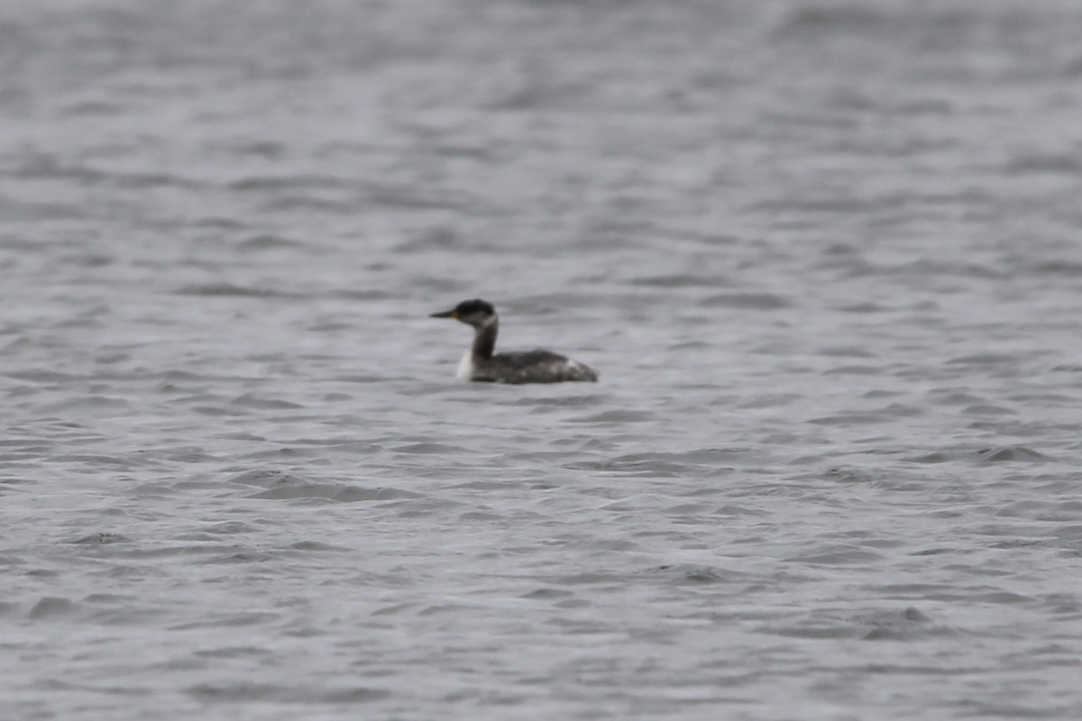 Red-necked Grebe - ML616945749