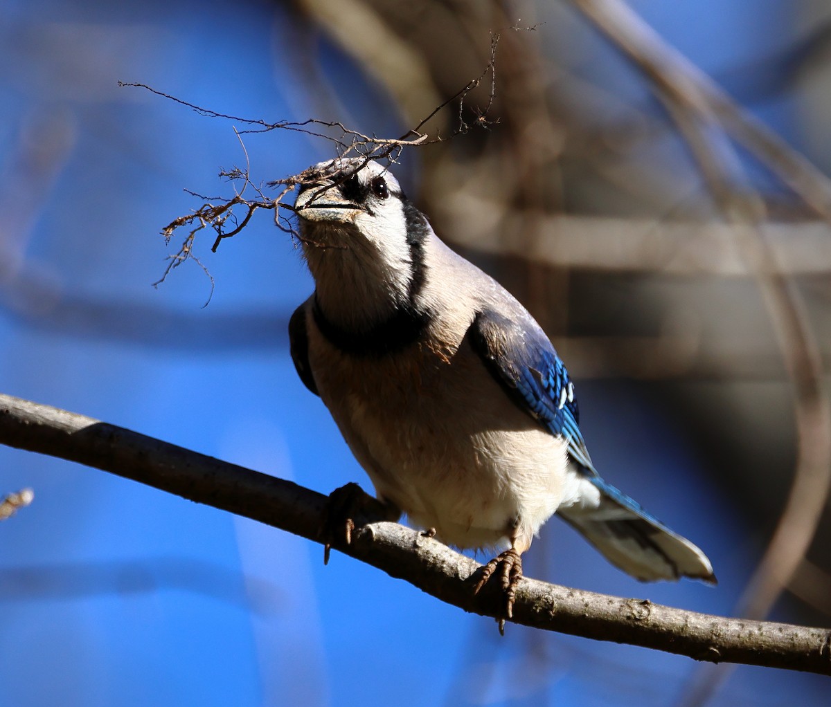 Blue Jay - Nik Teichmann