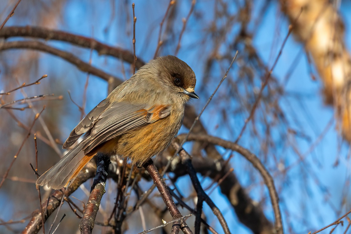 Siberian Jay - ML616945755