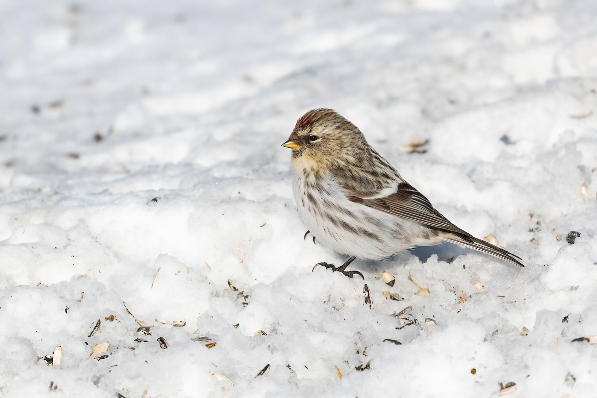 Redpoll (Hoary) - ML616945767