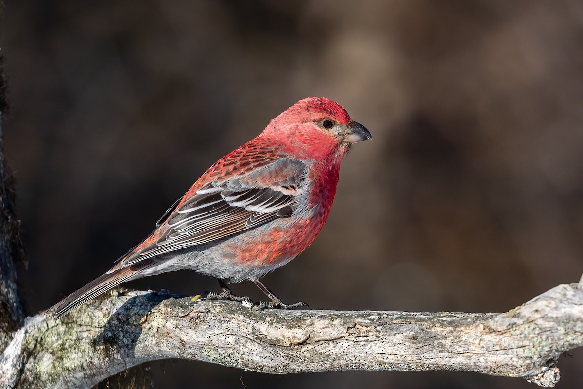 Pine Grosbeak - ML616945773