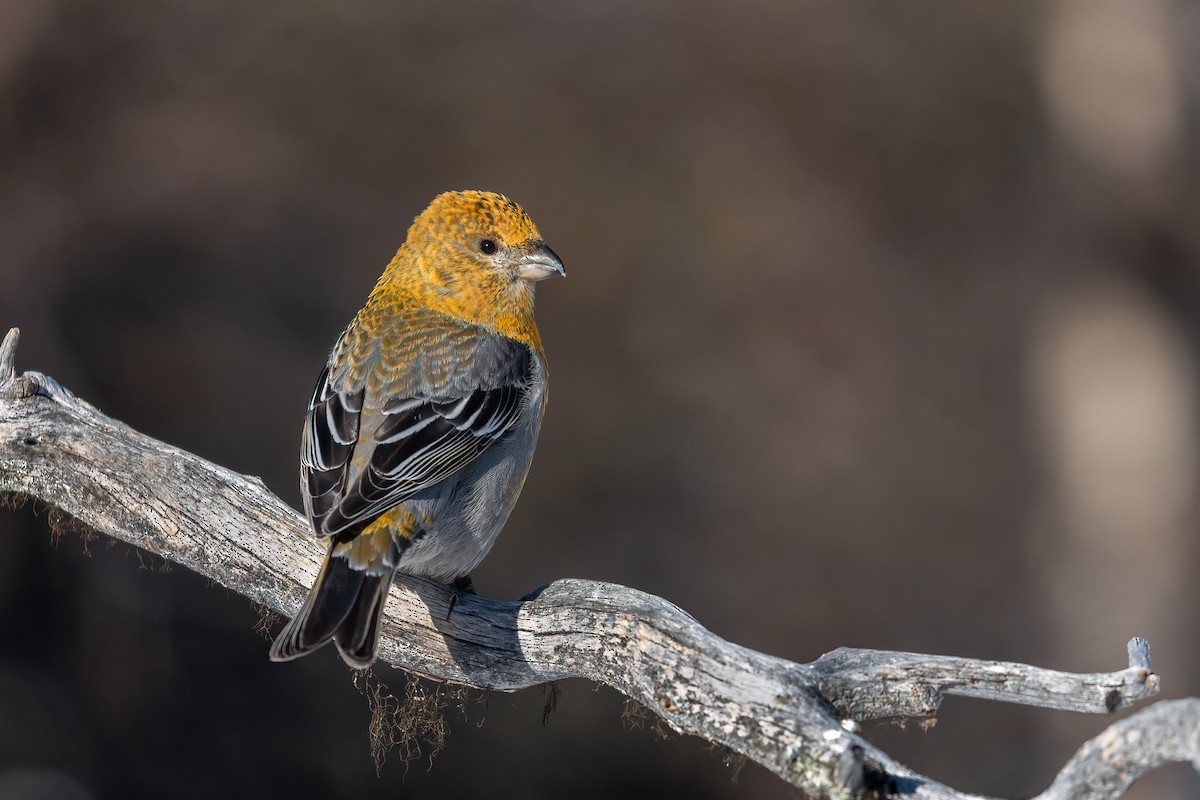Pine Grosbeak - ML616945774