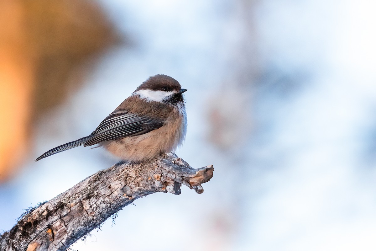 Gray-headed Chickadee - ML616945791