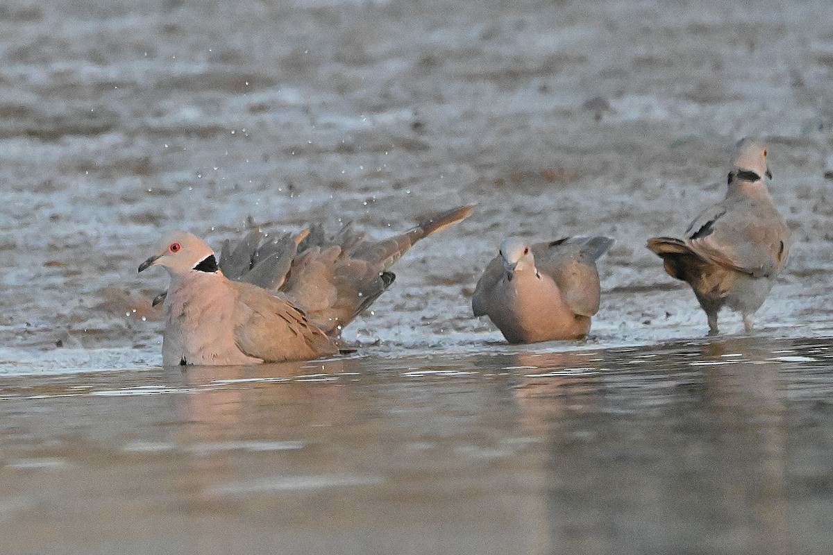 Red-eyed Dove - ML616945795