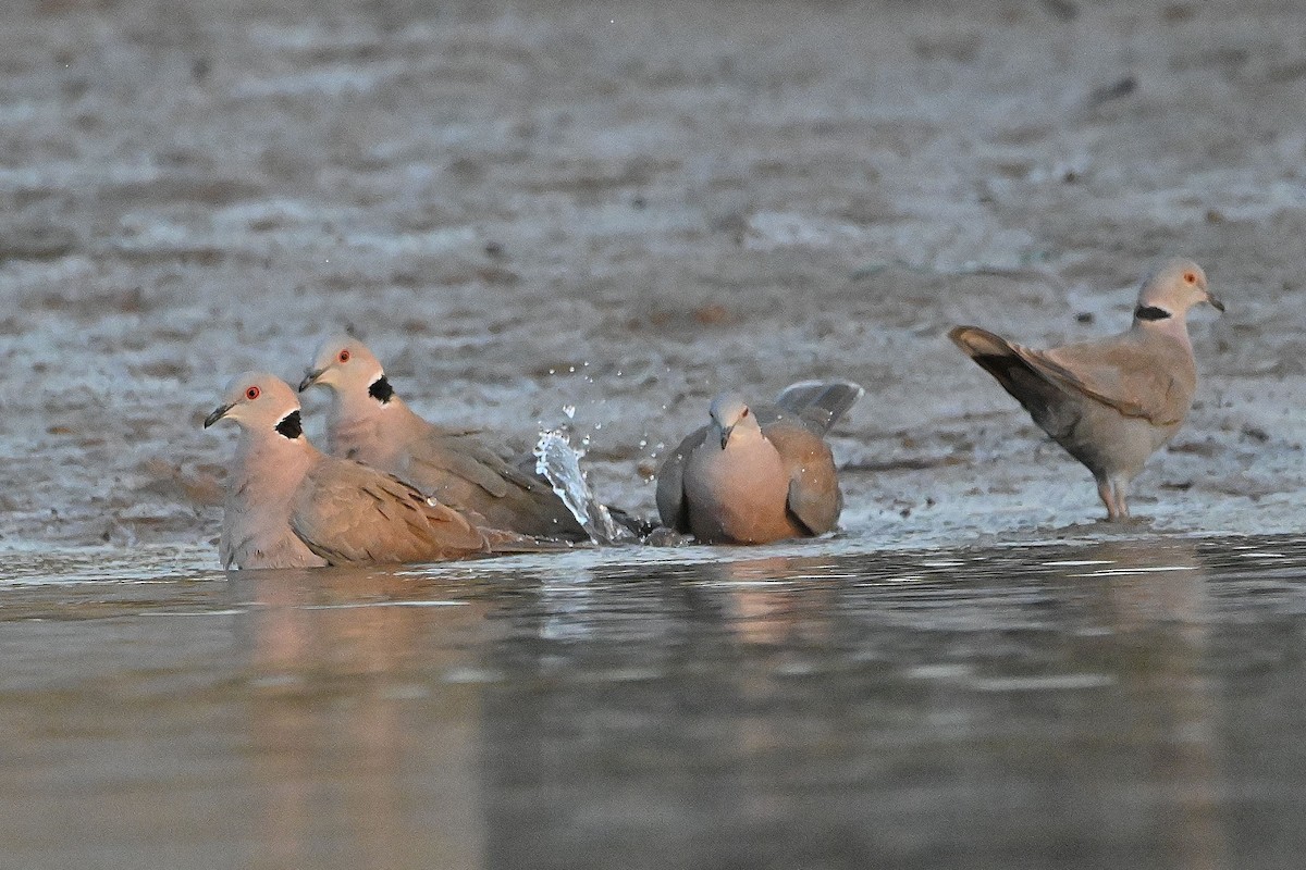 Red-eyed Dove - ML616945796