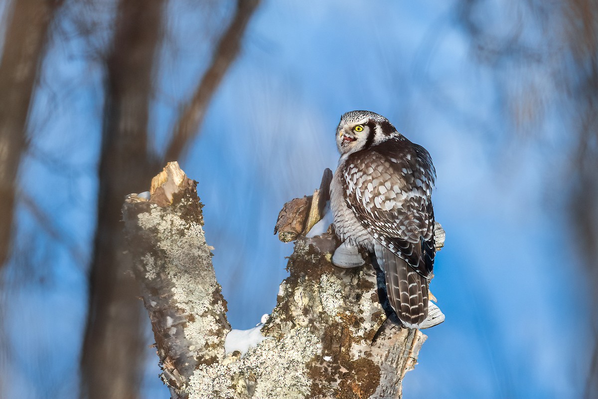 Northern Hawk Owl - ML616945818