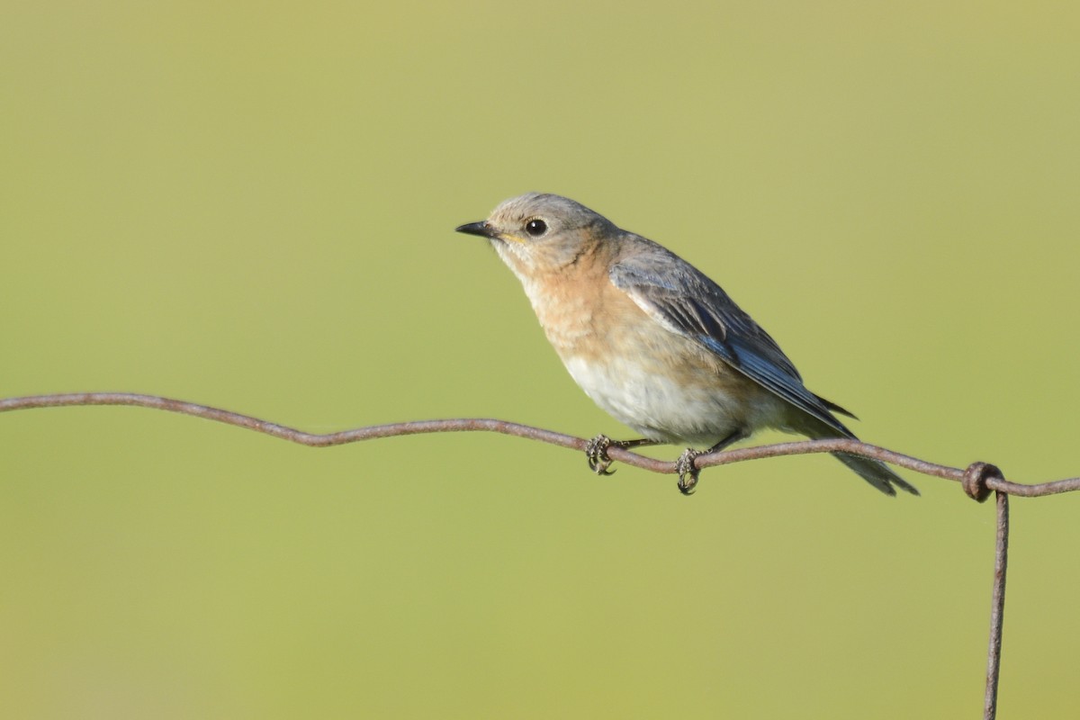 Eastern Bluebird - Jax Nasimok