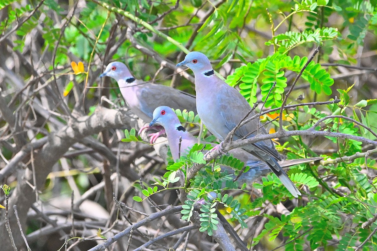 Red-eyed Dove - ML616945821