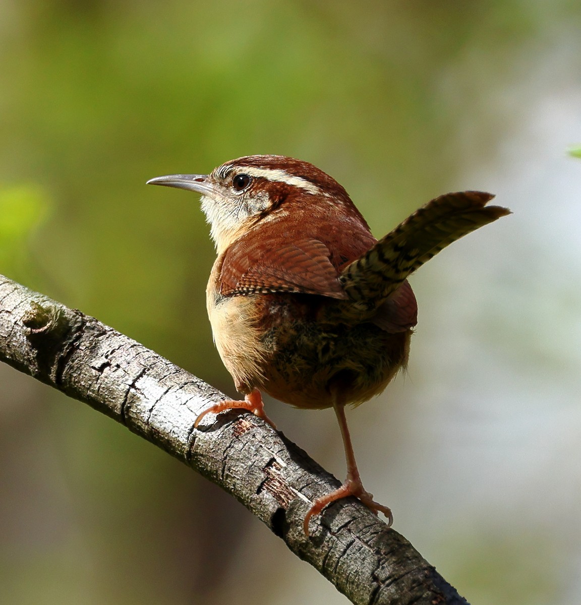 Carolina Wren - Nik Teichmann