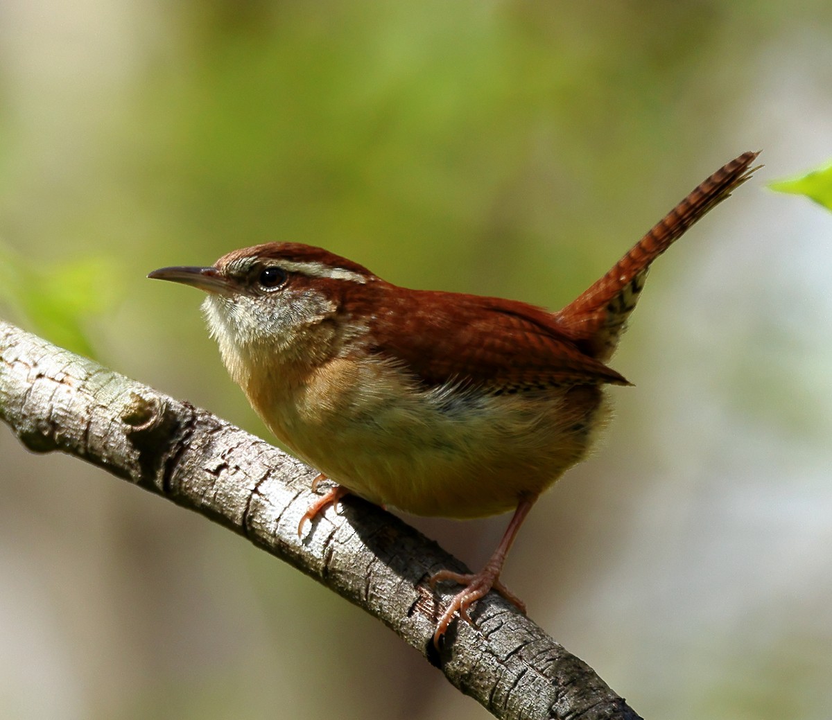 Carolina Wren - Nik Teichmann