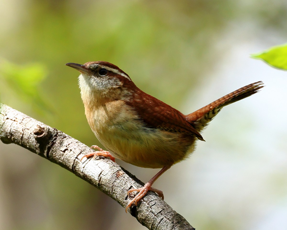 Carolina Wren - ML616945835