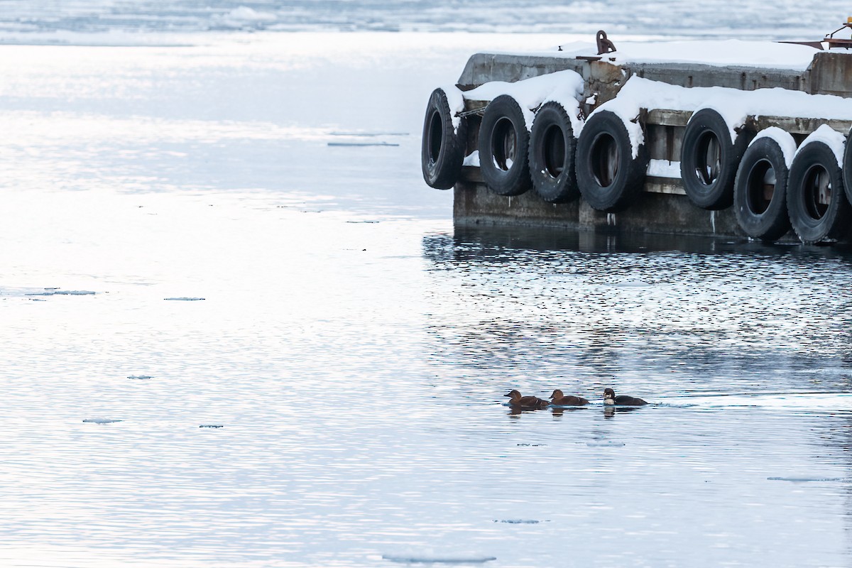 King Eider - ML616945839