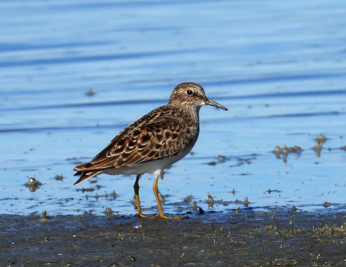 Least Sandpiper - Duncan Poole