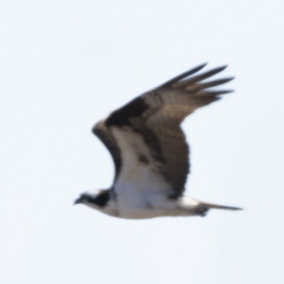 Osprey - ML616945877