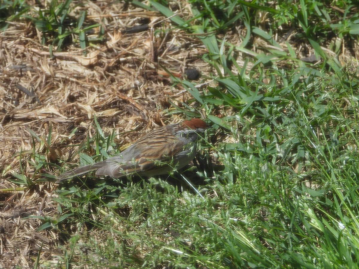 Chipping Sparrow - ML616945879