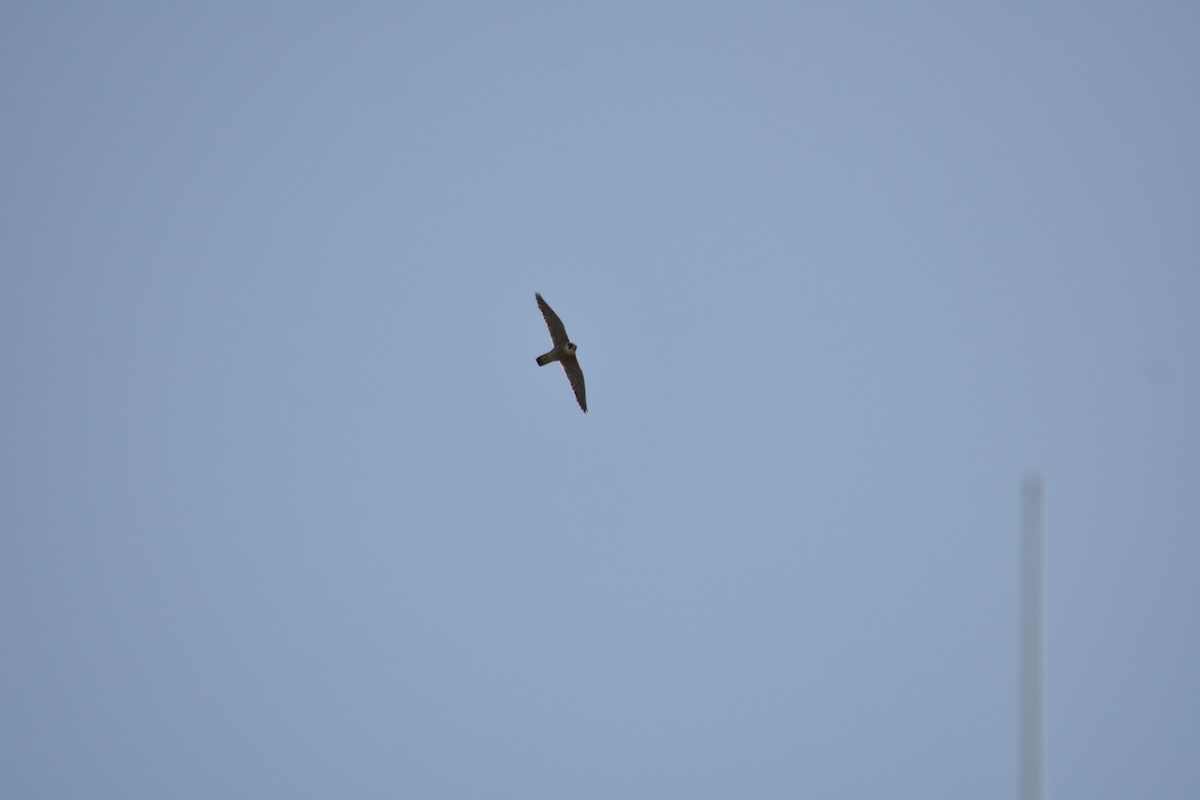 Peregrine Falcon - Beatriz Castaño