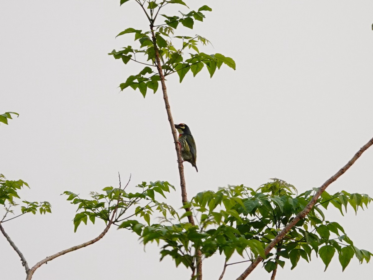 Coppersmith Barbet - Whitney Mortimer