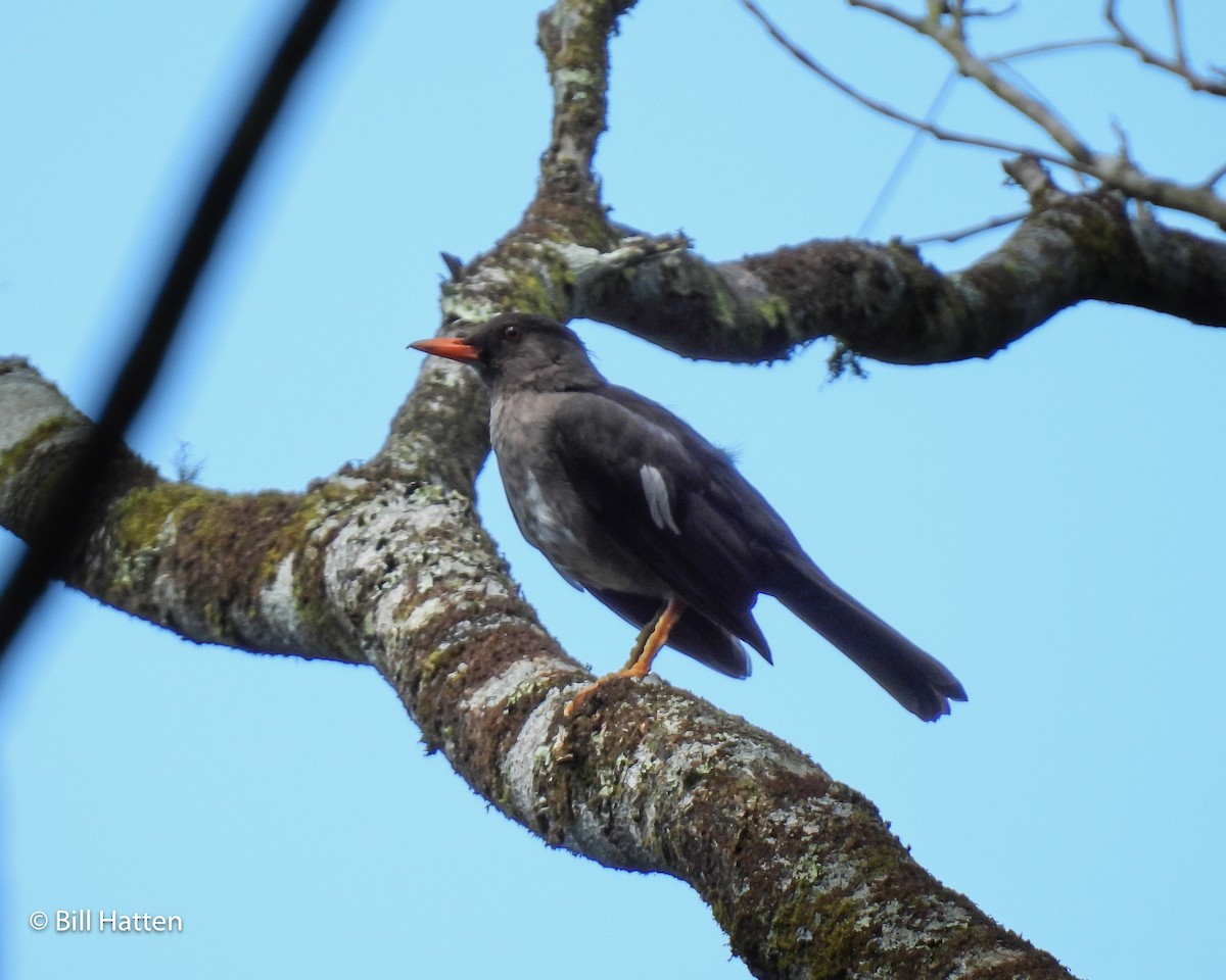 White-chinned Thrush - Bill Hatten